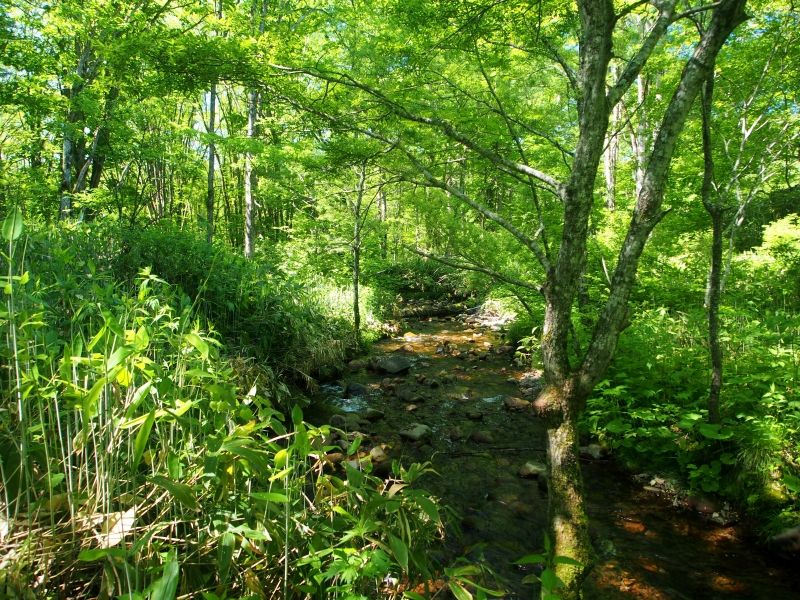 Nagano Private Tour - beautiful National Park's forest