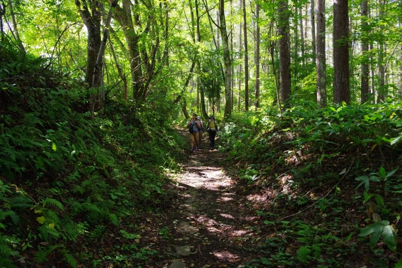 Nagano Private Tour - Togakushi Pilgrimage trail walking