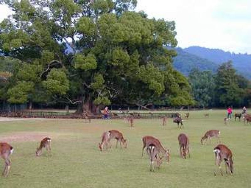 Nara Private Tour - Deer in Nara park