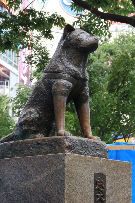 Tokyo Private Tour - a statue of Hachi, a faithful dog near the Shibuya station and the scramble crossing