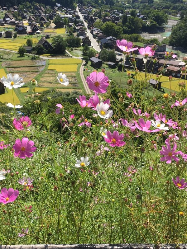 Toyama Private Tour - View from observatory hill in Shirakawago