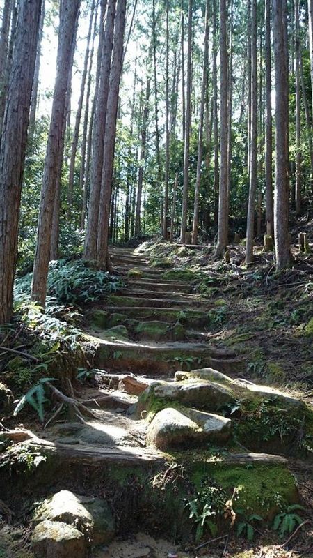 Wakayama Private Tour - Pilgrimage trail