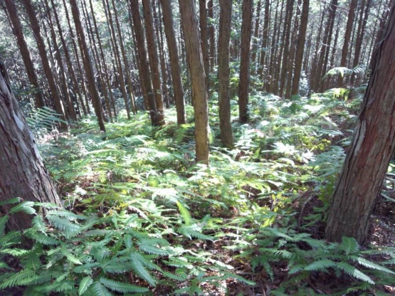 Wakayama Private Tour - Ferns