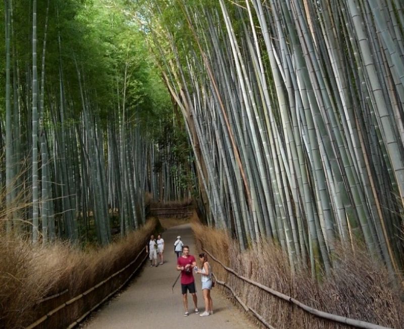 Kyoto Private Tour - Let's enjoy early morning bamboo grove,  it is so quiet and beautiful