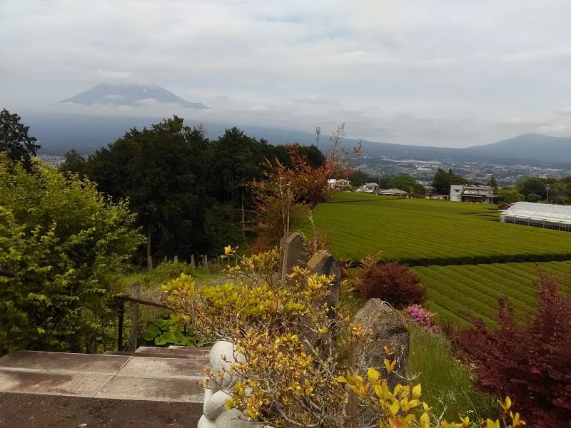 Mount Fuji Private Tour - Shizuoka produces about 40% of green tea in Japan