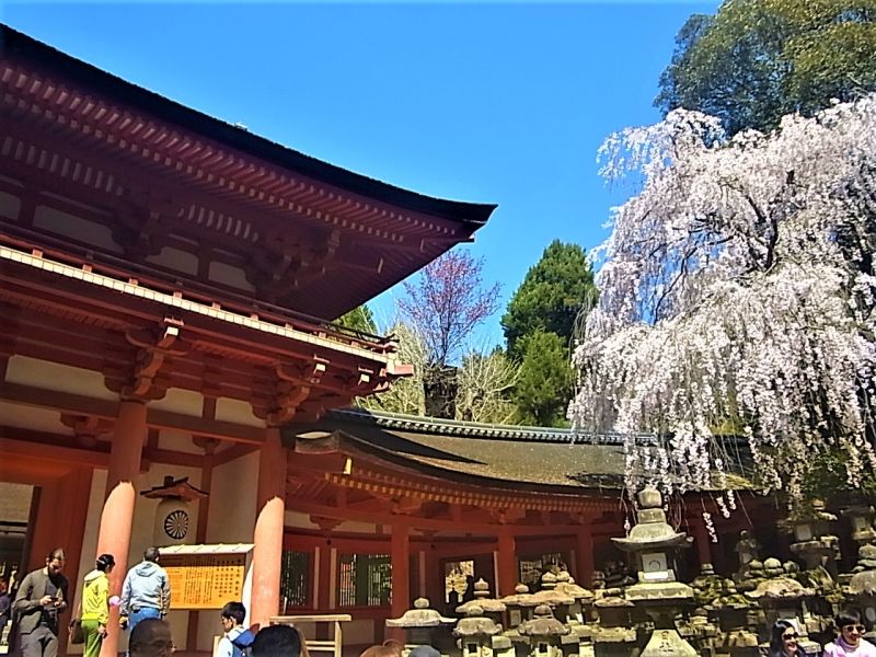 Nara Private Tour - Kasuga-Taisha Shrine, Home of deer