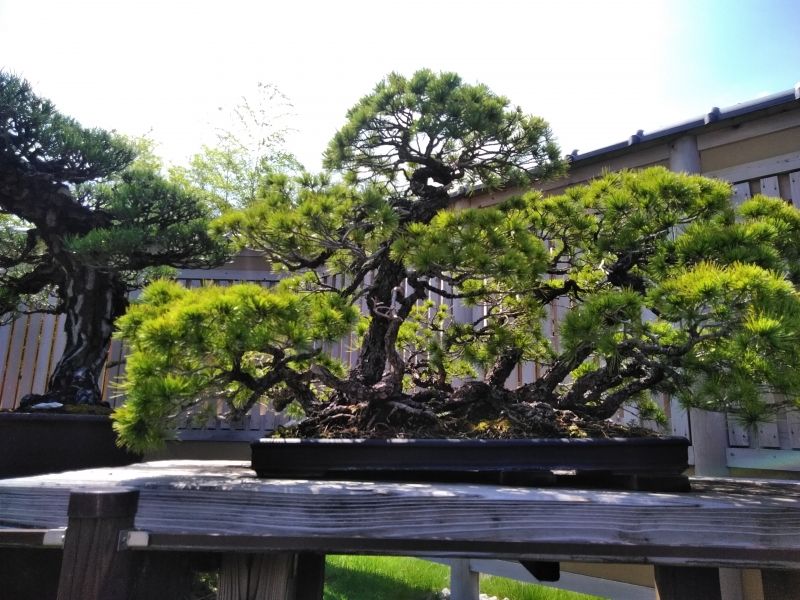 Saitama Private Tour - Una de las obras maestras en el museo de Arte de Bonsái de Omiya