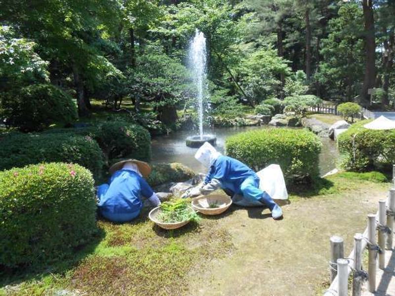 Kanazawa Private Tour - Weeding at Kenrokuen garden.