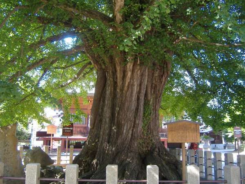 Gifu Private Tour - 1,200 year-old Ginkgo tree at Kokubunji temple.