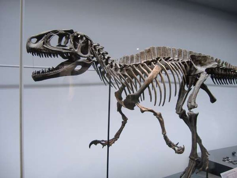 Fukui Private Tour - A fossilized skeleton on a dinosaur.