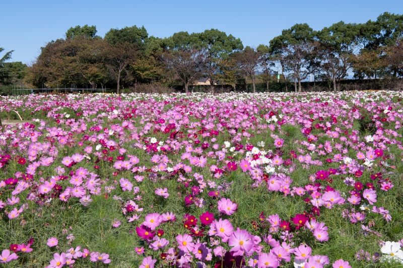 Mie Private Tour - Nabana Flower Park-Autumn