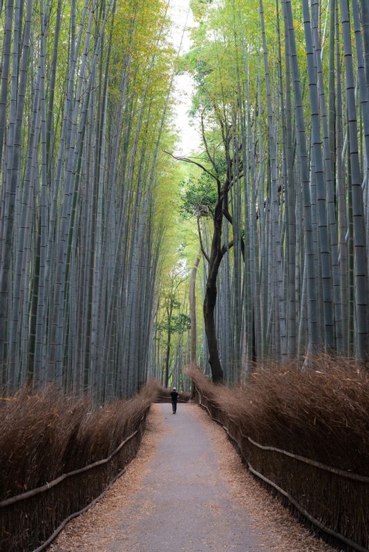 Kyoto Private Tour - Bamboo grove in Arashiyama