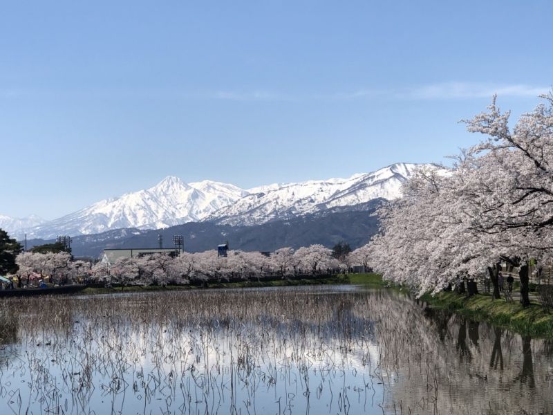 Niigata Private Tour - Cherry blossoms in Takada Castle Site Park