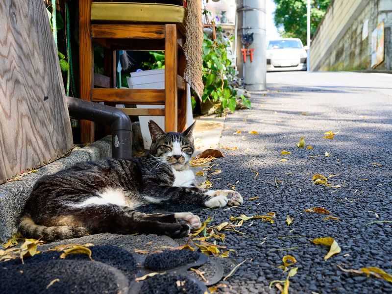 Tokyo Private Tour - (A) Yanaka - Town cats somewhere around. 