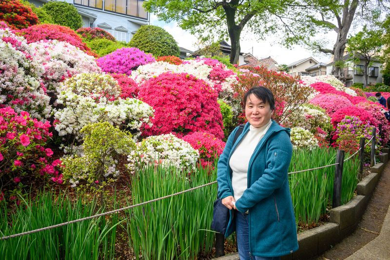 Tokyo Private Tour - (A) Yanaka - My favorite season. Azalea in full bloom in the end of April to the beginning of May. 