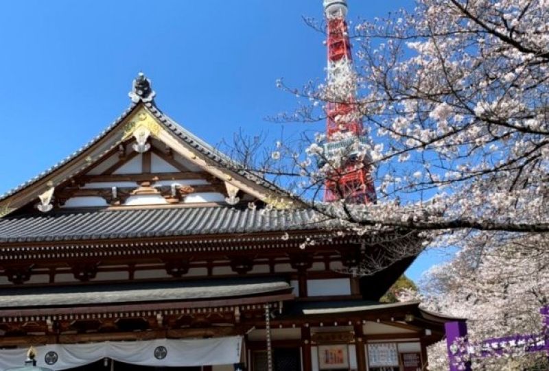 Tokyo Private Tour - Cherry blossoms at Zojoji temple