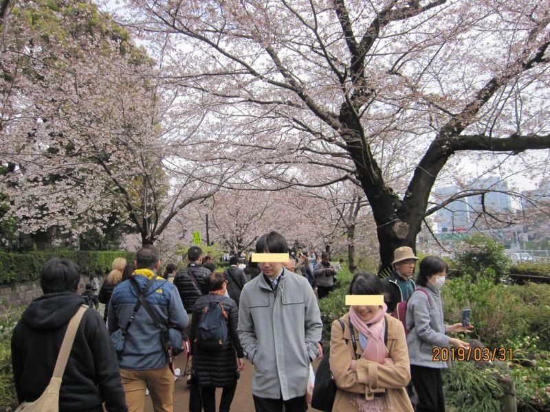 Tokyo Private Tour - Lots of people are enjoying Hanami at Chidorigahuchi.