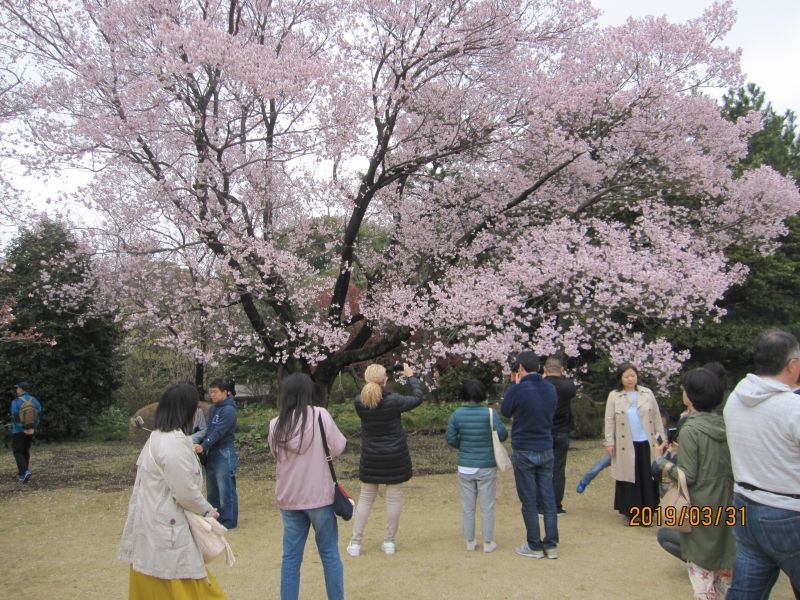 Tokyo Private Tour - Cherry blossoms in East Garden of Imperial Palace