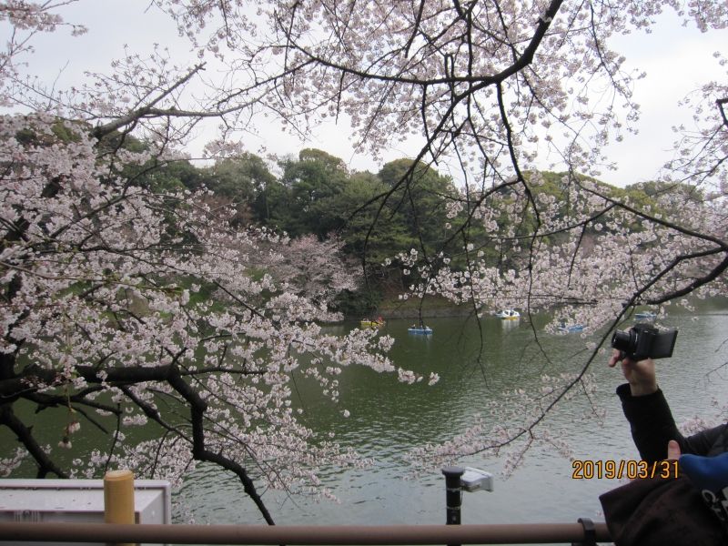 Tokyo Private Tour - Cherry blossoms at Chidorigahuchi path, back of the Imperial Palace