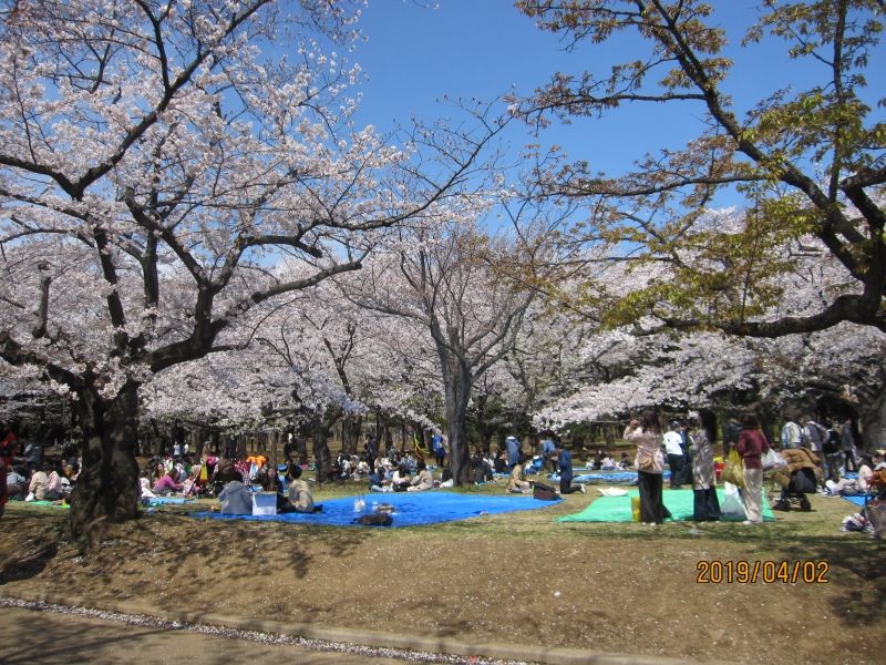 Tokyo Private Tour - Family type "Hanami" party at Yoyogi Park