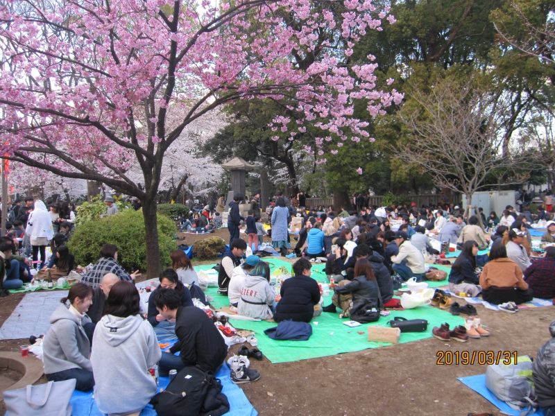 Tokyo Private Tour - "Hanami" party at Ueno Park