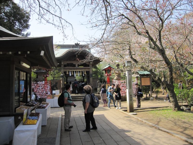 Kamakura Private Tour - Cherry blossoms in Enoshima island