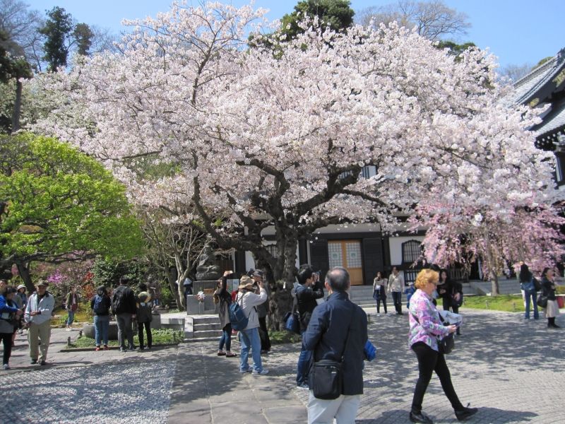 Kamakura Private Tour - Cherry blossoms in Kamakura