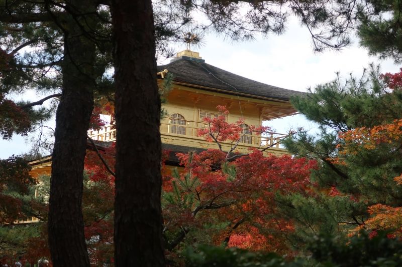 Kyoto Private Tour - Kinkakuji Golden Pavilion in autumn foliage season