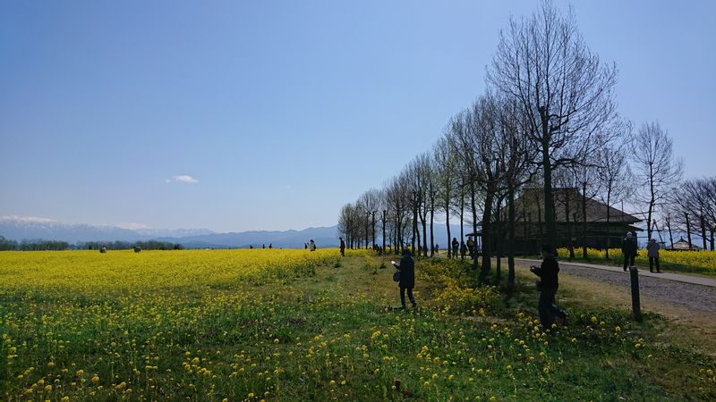 Niigata Private Tour - Spring view near View Fukushimagata