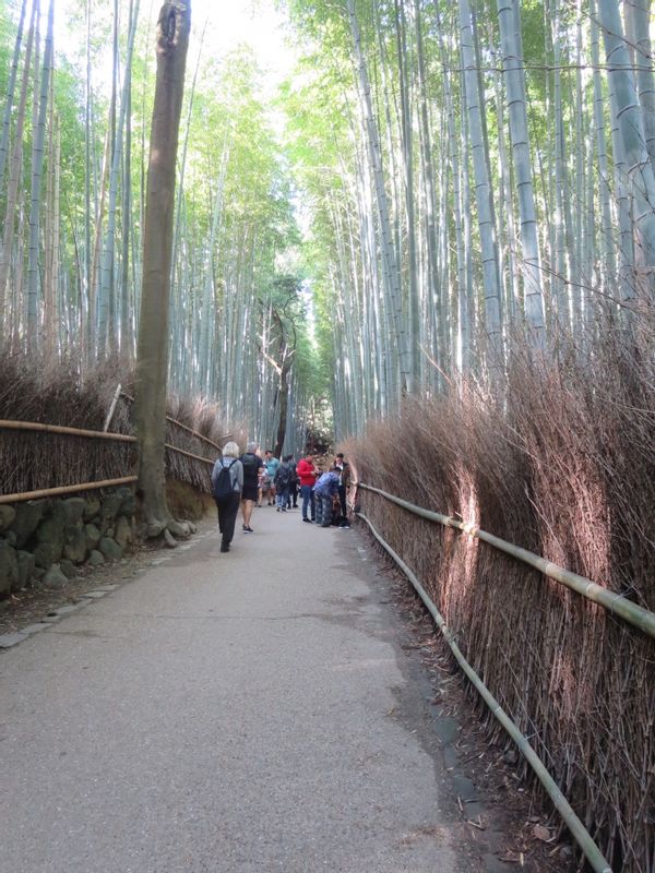 Kyoto Private Tour - Bamboo grove in Arashiyama