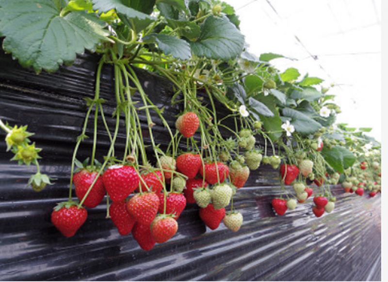 Nara Private Tour - berry picking 