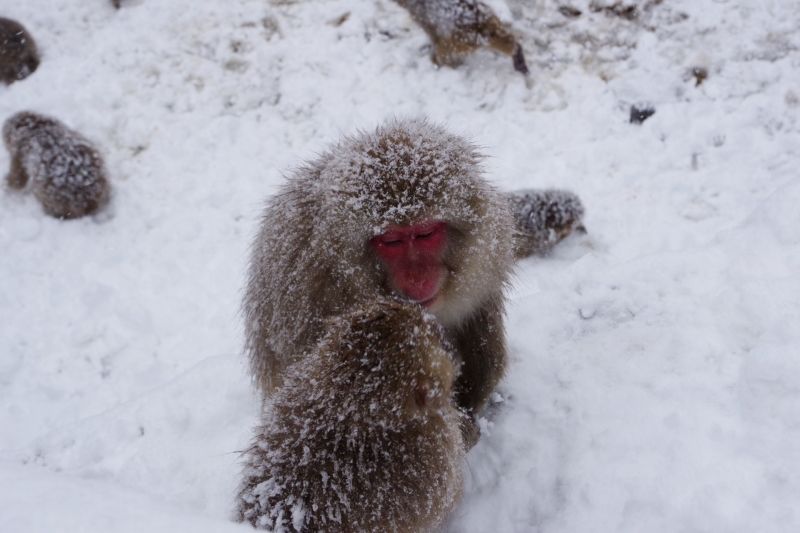 Nagano Private Tour - Japanese monkeys have a strong bond between mom and child.