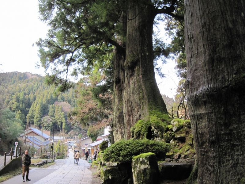 Fukui Private Tour - Huge cedar trees growing in the site of Eiheiji