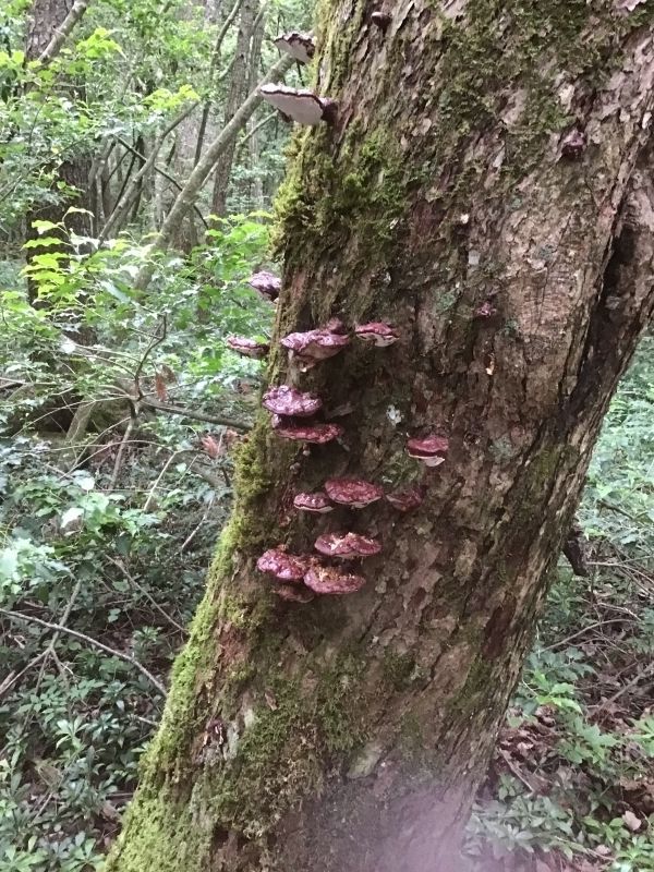 Mount Fuji Private Tour - a big tree with mushrooms