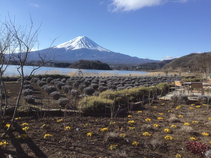 Mount Fuji Private Tour - Mt Fuji with winter flowers