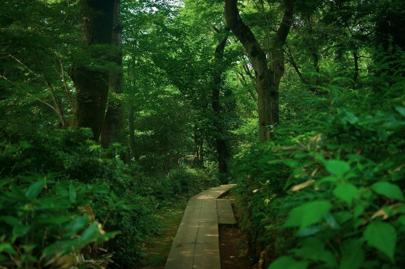 Tokyo Private Tour - Trail in the forest