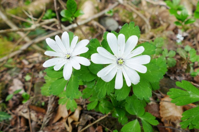 Tokyo Private Tour - Azuma ichige (Anemone raddeana)