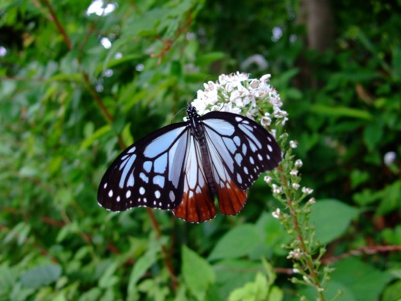 Tokyo Private Tour - Chestnut tiger butterfly 