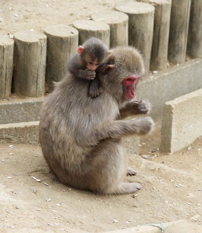 Tokyo Private Tour - Japanese monkeys