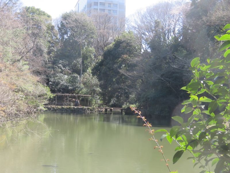 Tokyo Private Tour -  Sanshiro pond. 
This site used to be the mansion of Maeda. The garden is called “Ikutokuen”. This pond is a part of “Ikutokuen.” 
