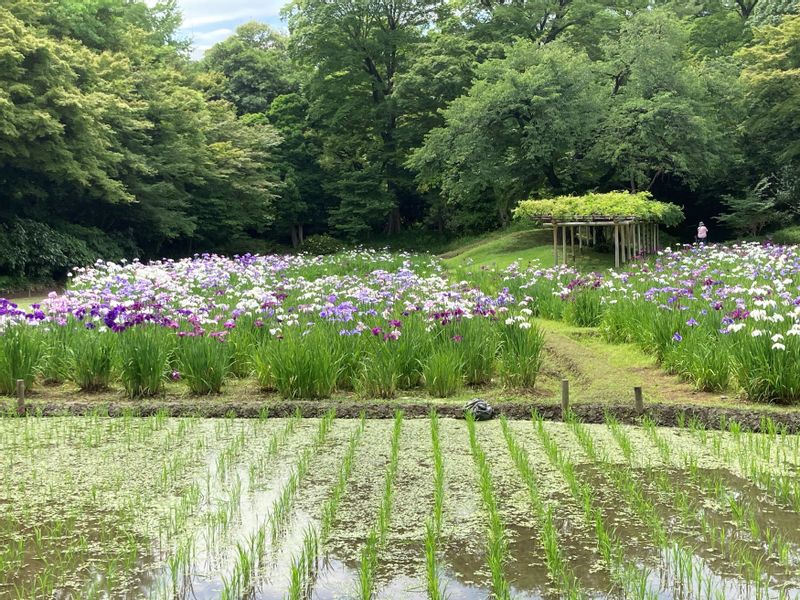 Tokyo Private Tour - Irises are blooming in Koishikawa Korakuen on a June day.