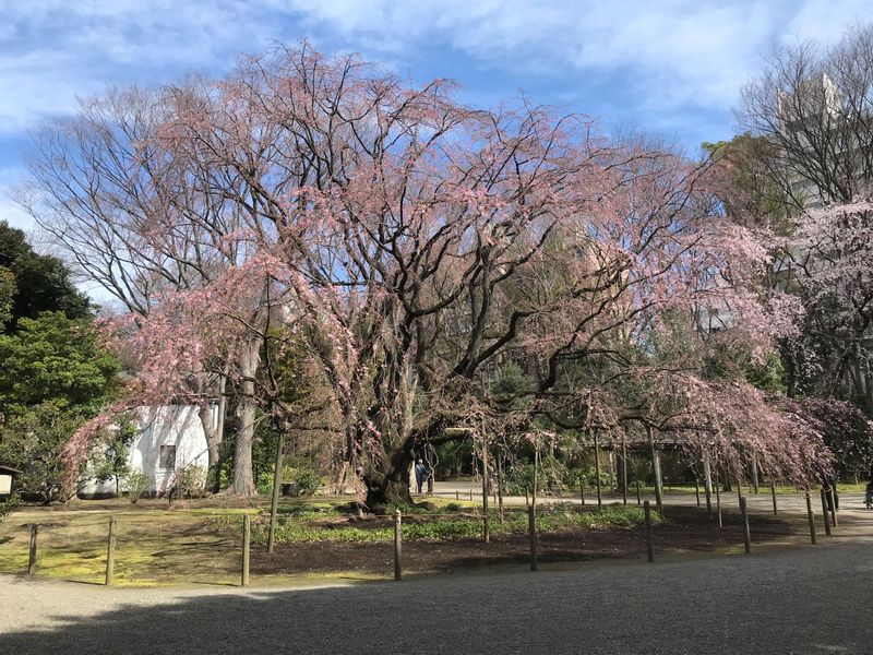 Tokyo Private Tour - A large weeping sakura tree in Rikugien has started blooming in mid March.