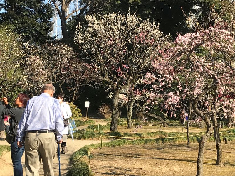 Tokyo Private Tour - Ume (Japanese apricot) blooms in Koishikawa Korakuen in February.