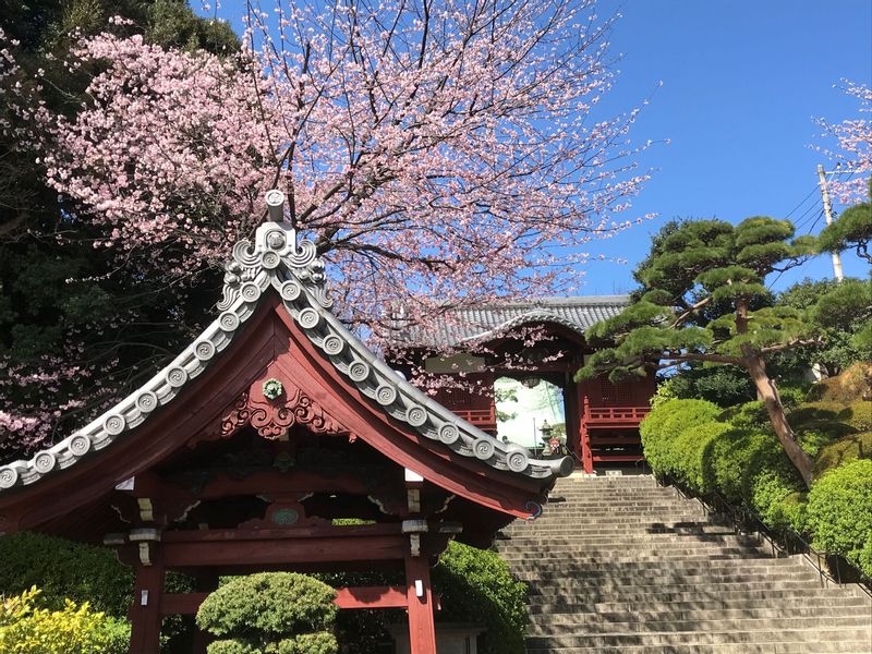 Tokyo Private Tour - A sakura tree in Gokokuji Temple in March