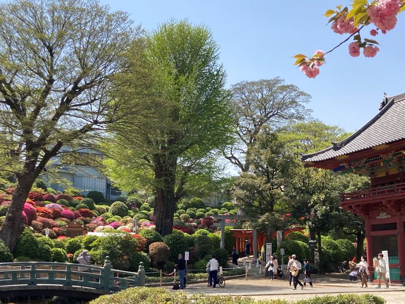 Tokyo Private Tour - Azalea has started blooming in Nezu Jinja shrine in mid April.