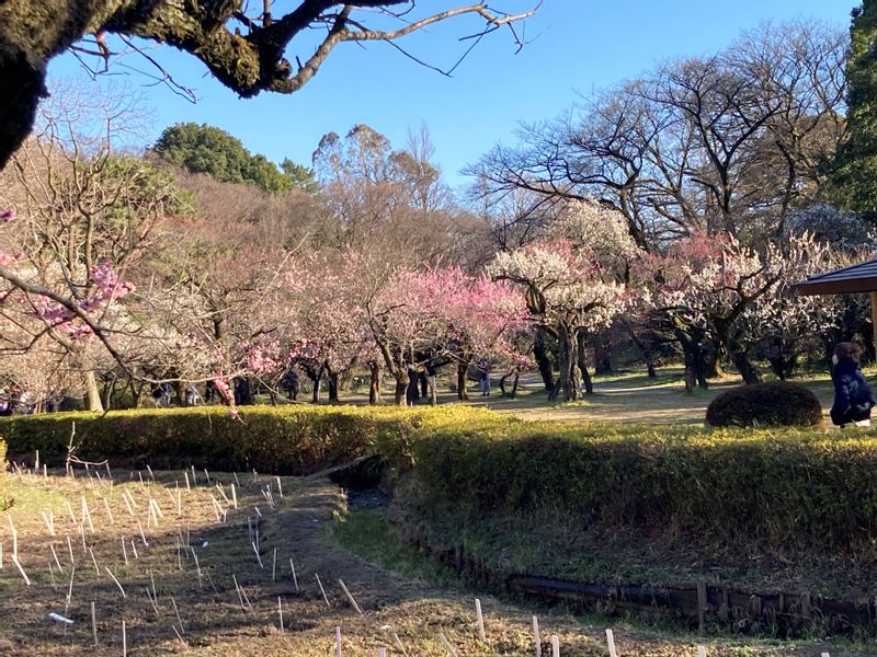 Tokyo Private Tour - Flowering ume (Japanese apricot) trees in Koishikawa Botanical Garden in February