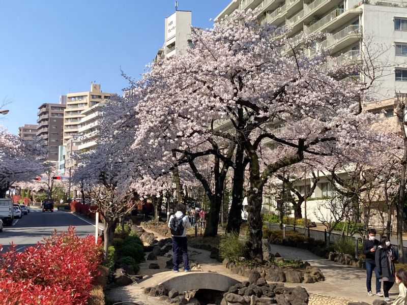 Tokyo Private Tour - Sakura trees line on Harimazaka slope in March