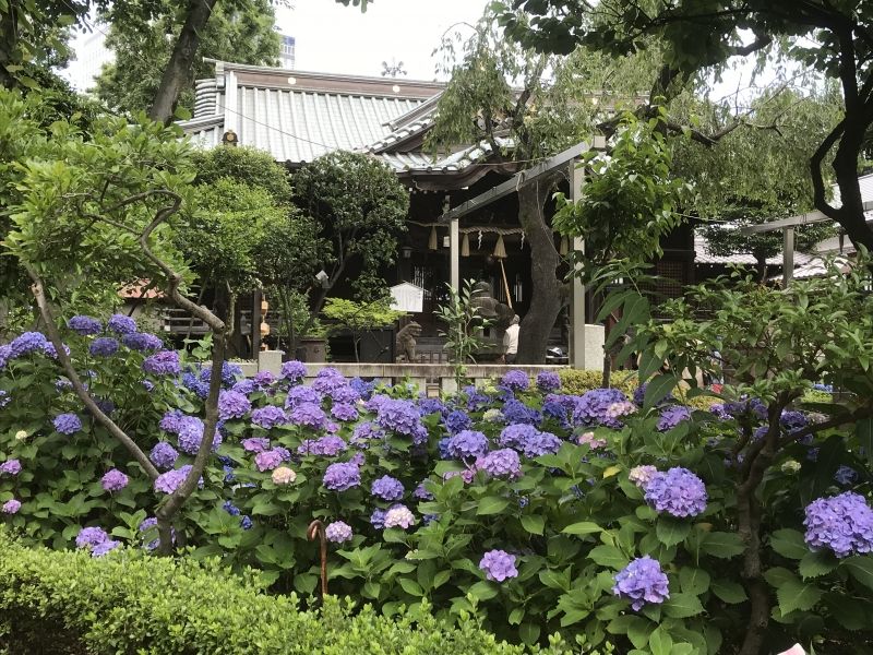 Tokyo Private Tour - Hakusan Jinja is filled with beautiful hydrangeas during rainy season in Tokyo.