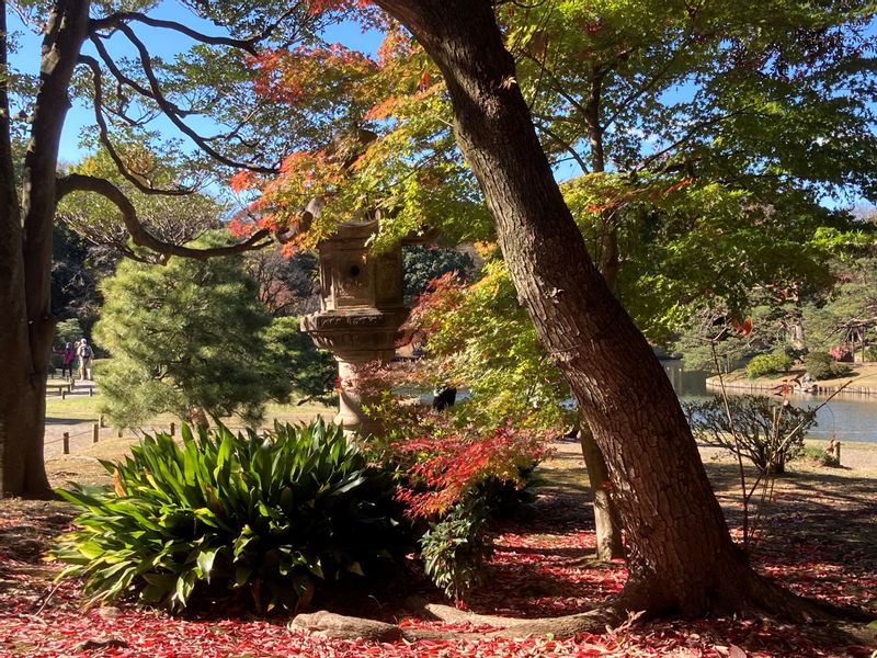 Tokyo Private Tour - Colorful winter scenery in Rikugien in December