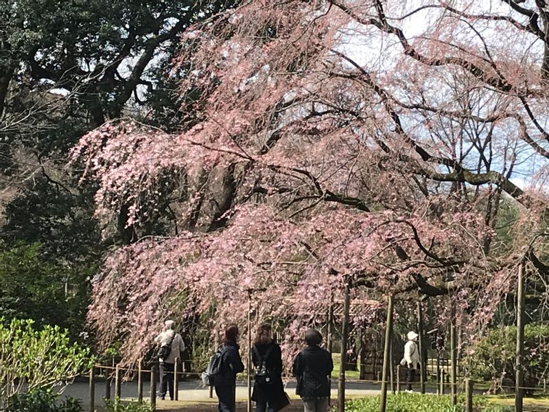 Tokyo Private Tour - Rikugien's symbolic weeping cherry in March